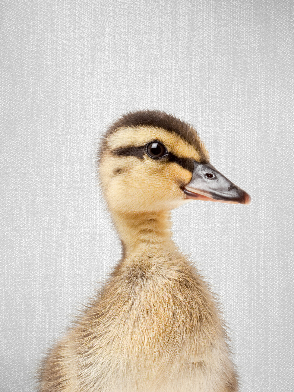 HD desktop wallpaper: Birds, Animal, Duck, Cute, Duckling, Baby Animal  download free picture #288390