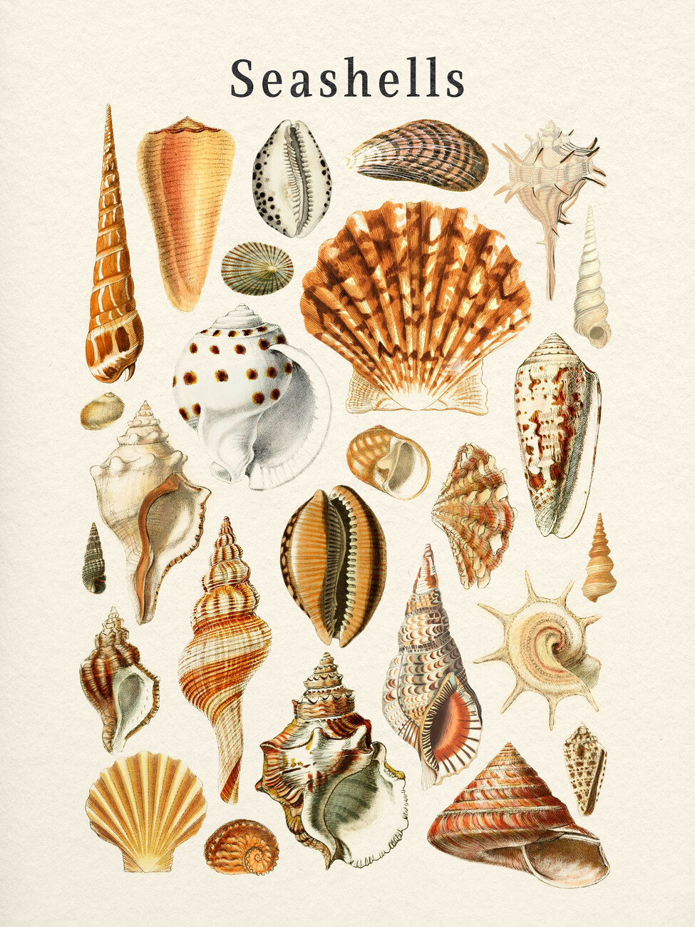 Vibrant Collection of Sea Shells