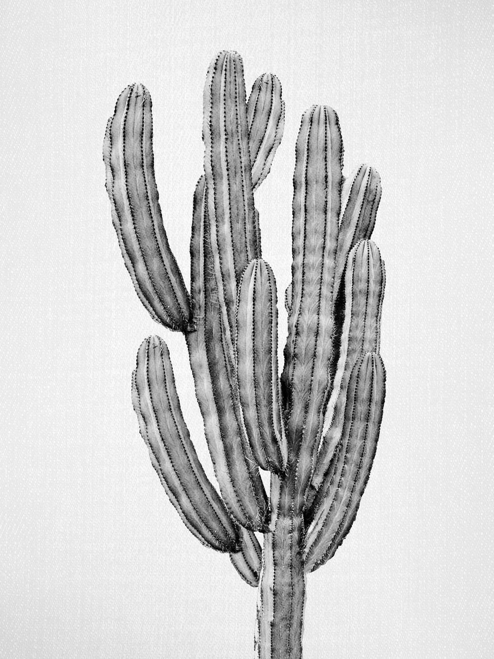 pencil drawing cactus