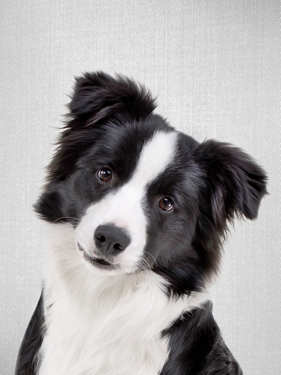 Border Collie, Posters, Art Prints, Wall Murals