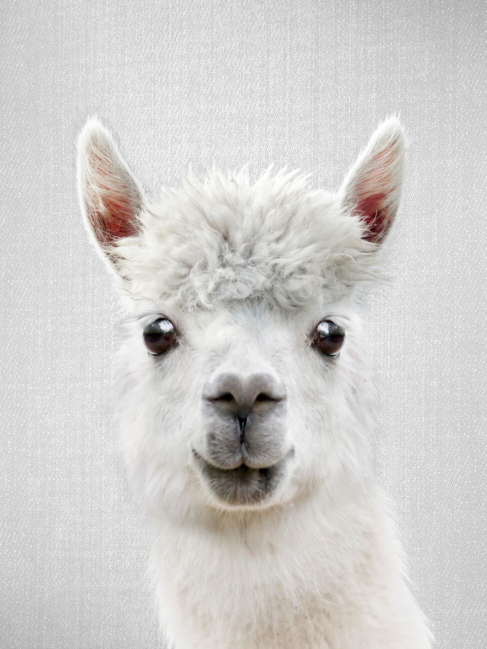 Llama Facts: Habitat, Behavior, Diet