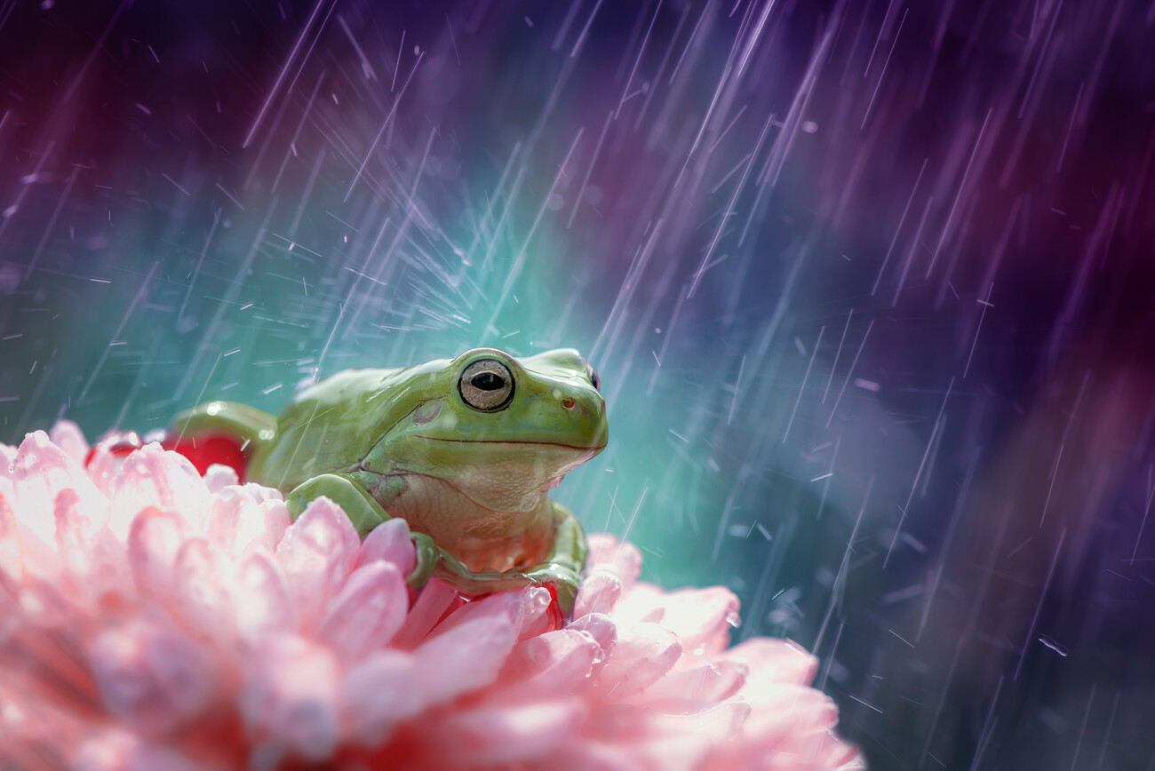 happy raining wallpaper