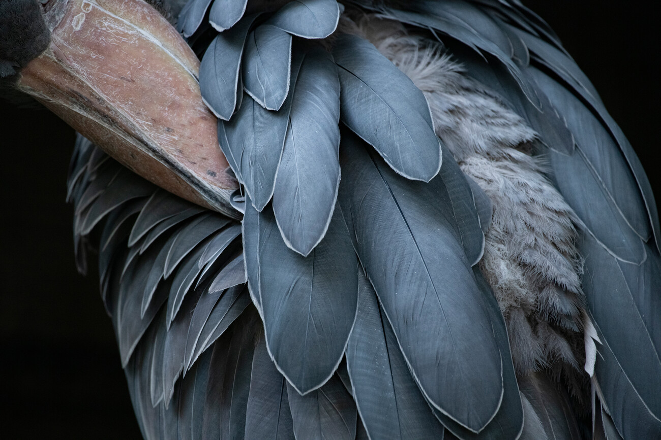 Art Photography Feather