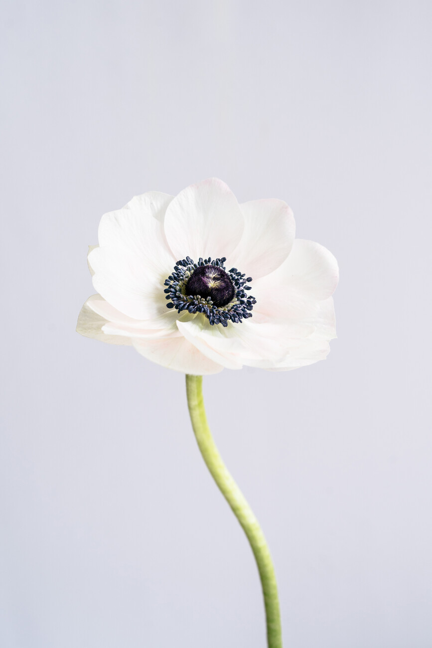 Precious Anemone | Posters, Art Prints, Wall Murals | +250 000 motifs