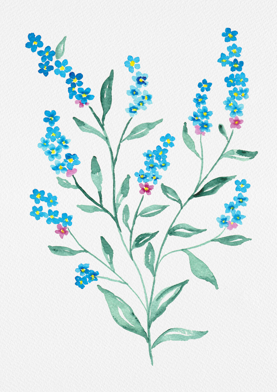 forget me not illustration