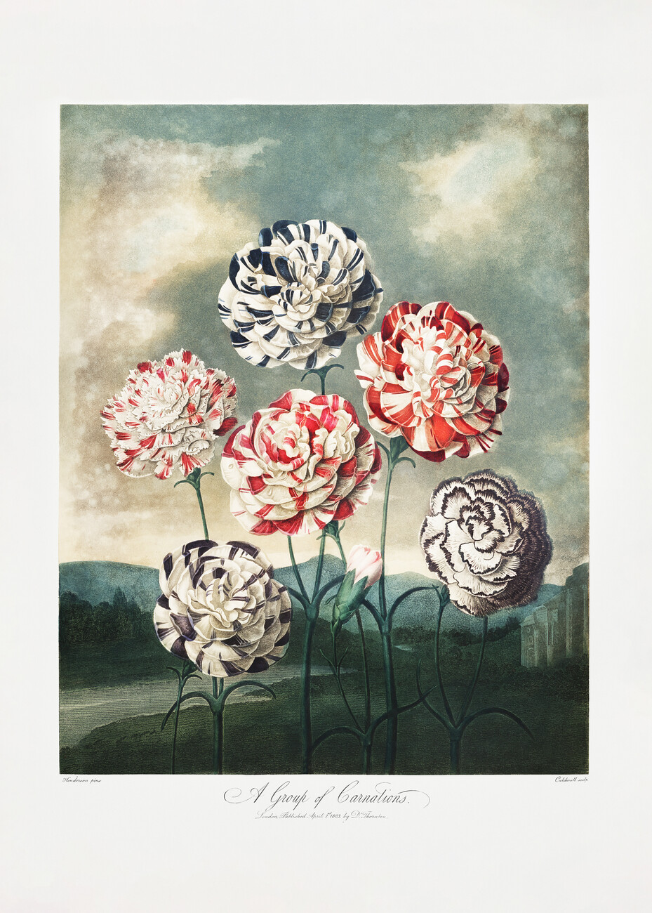 pink carnation flowers watercolor  Poster for Sale by