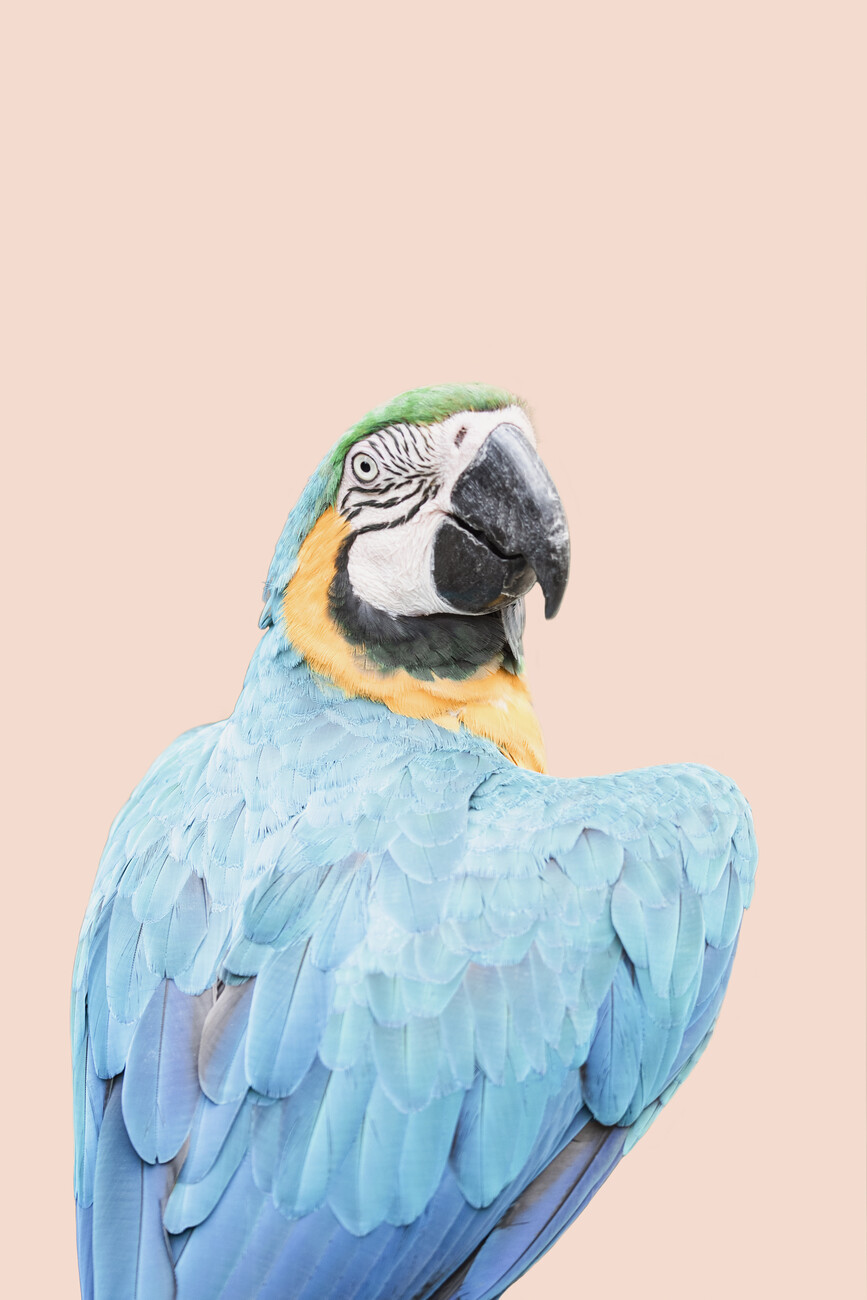 Blue Ara Parrot, Posters, Art Prints, Wall Murals