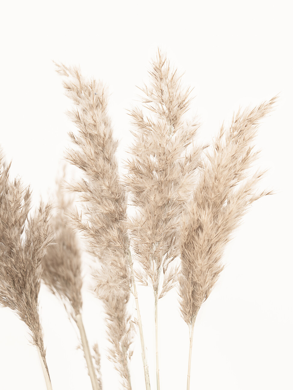 Pampas Grass Canvas Wall Art by Sisi & Seb