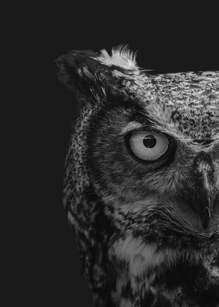 black and white photography owl