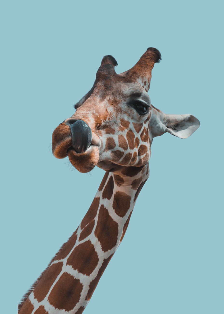 giraffe face photography