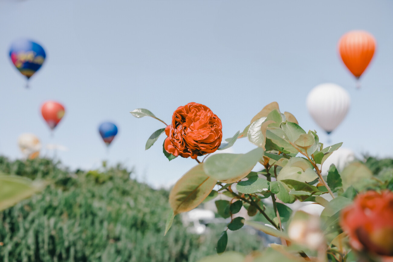 Rose And Hot Air Balloons in Italy, Posters, Art Prints, Wall Murals