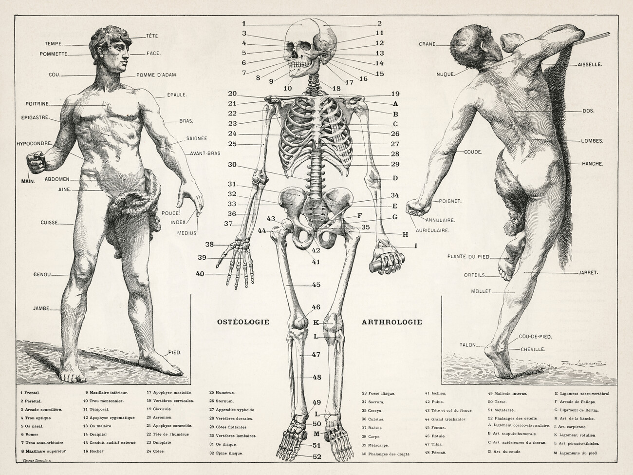 Wall Art Print, Antique Illustration of the Human Body & Skeleton  (Biology)