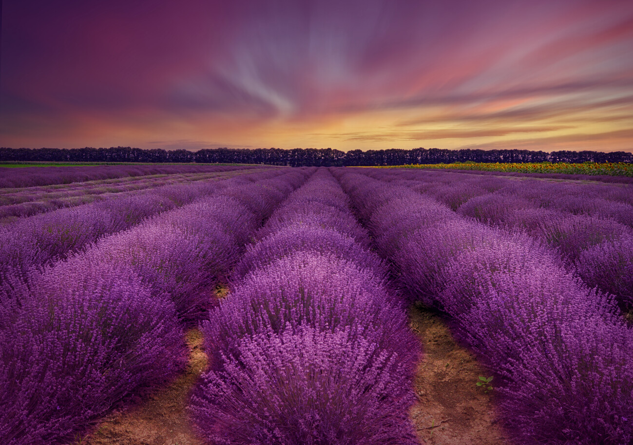 Umělecká fotografie Lavender field, Nikki Georgieva V, (40 x 26.7 cm)