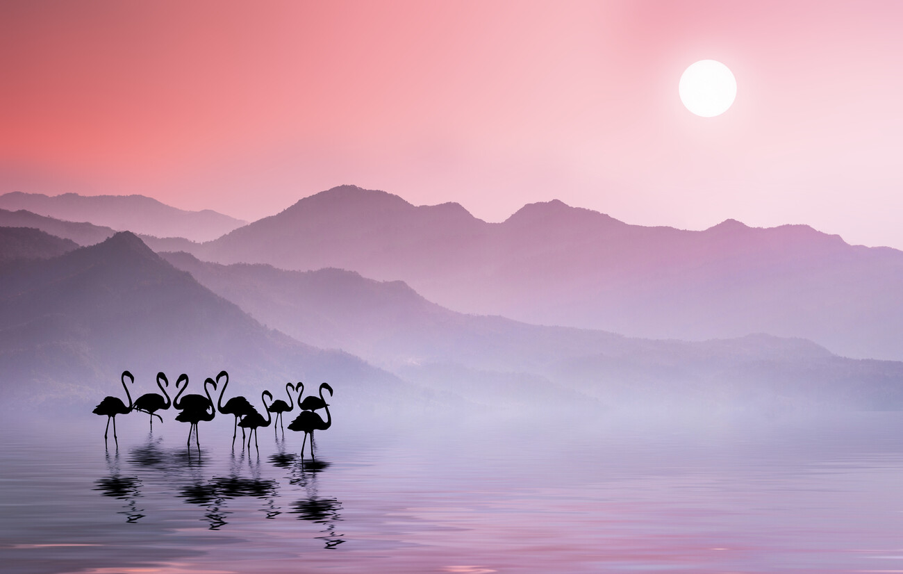 Umělecká fotografie Flamingos Sunset, Bess Hamiti, (40 x 24.6 cm)