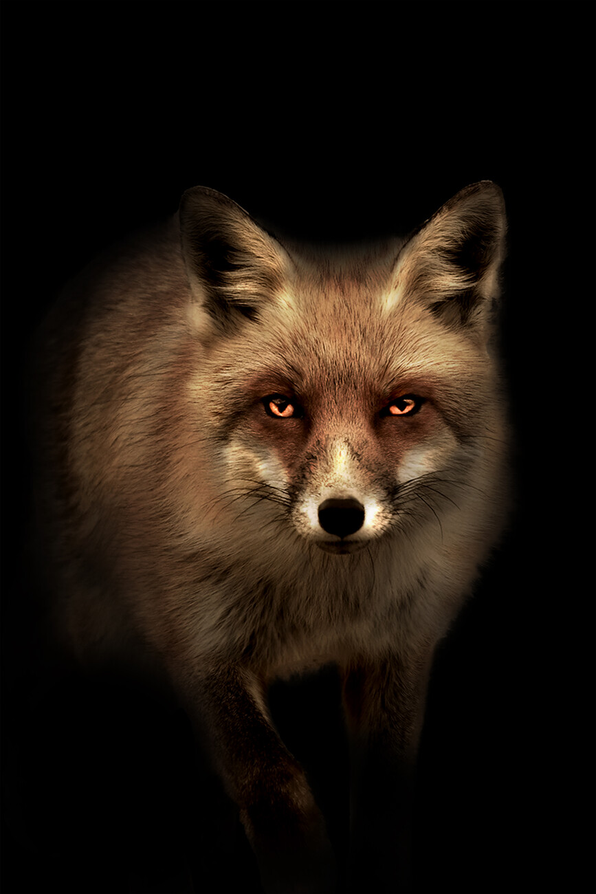 Wall Art Print | Mystic Fox | Europosters