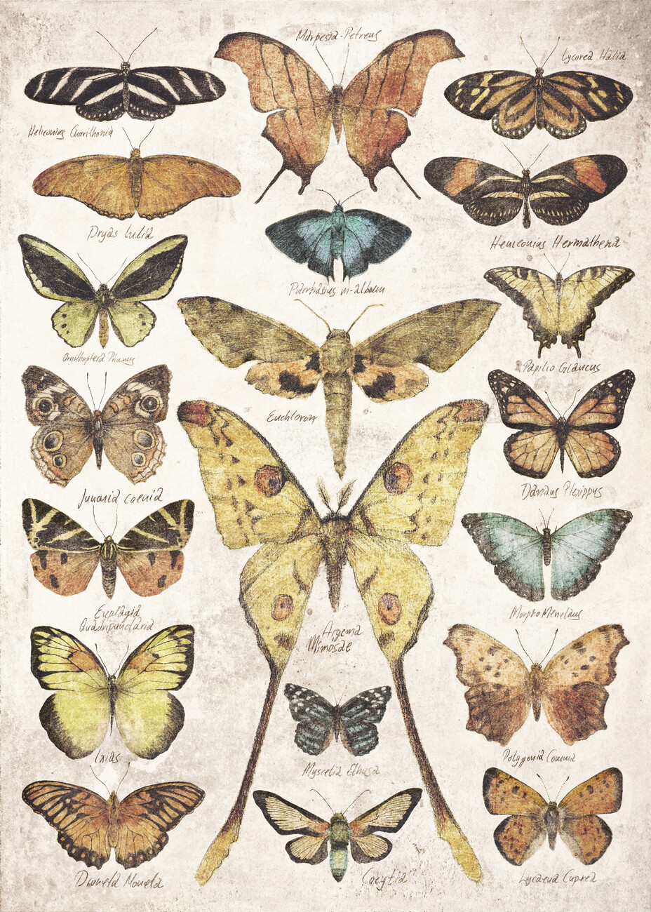Wall Art Print Butterflies and Moths Europosters