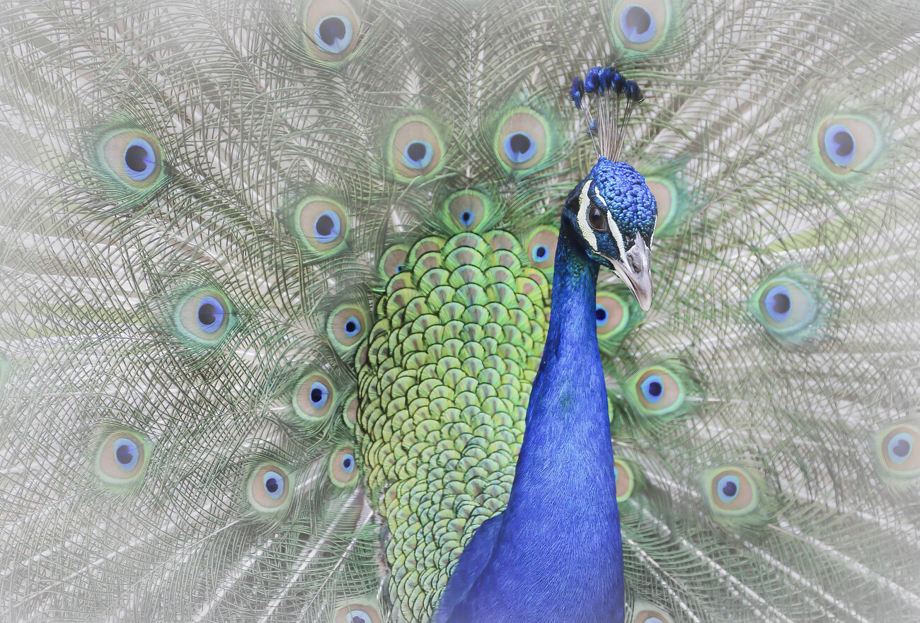 Sticker peacock feather close-up 