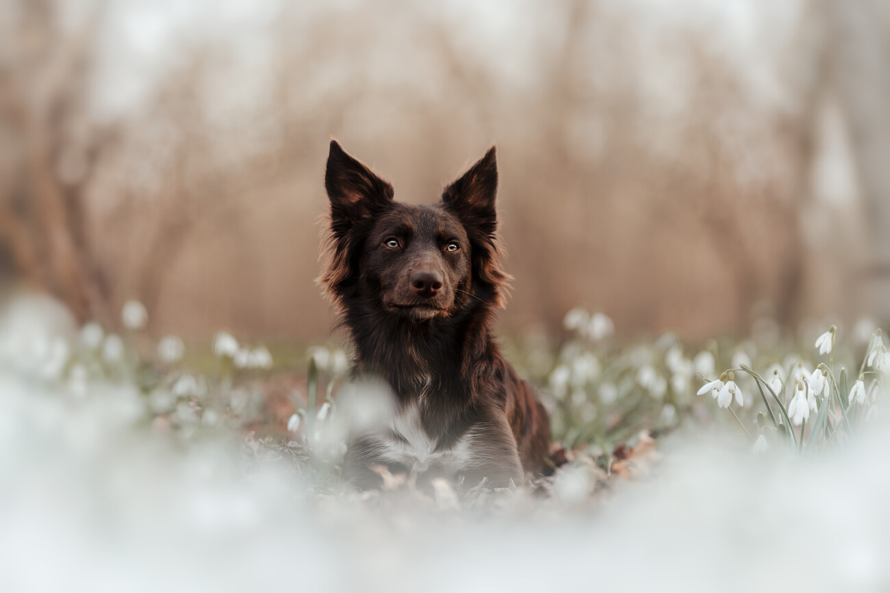 Border Collie, Posters, Art Prints, Wall Murals