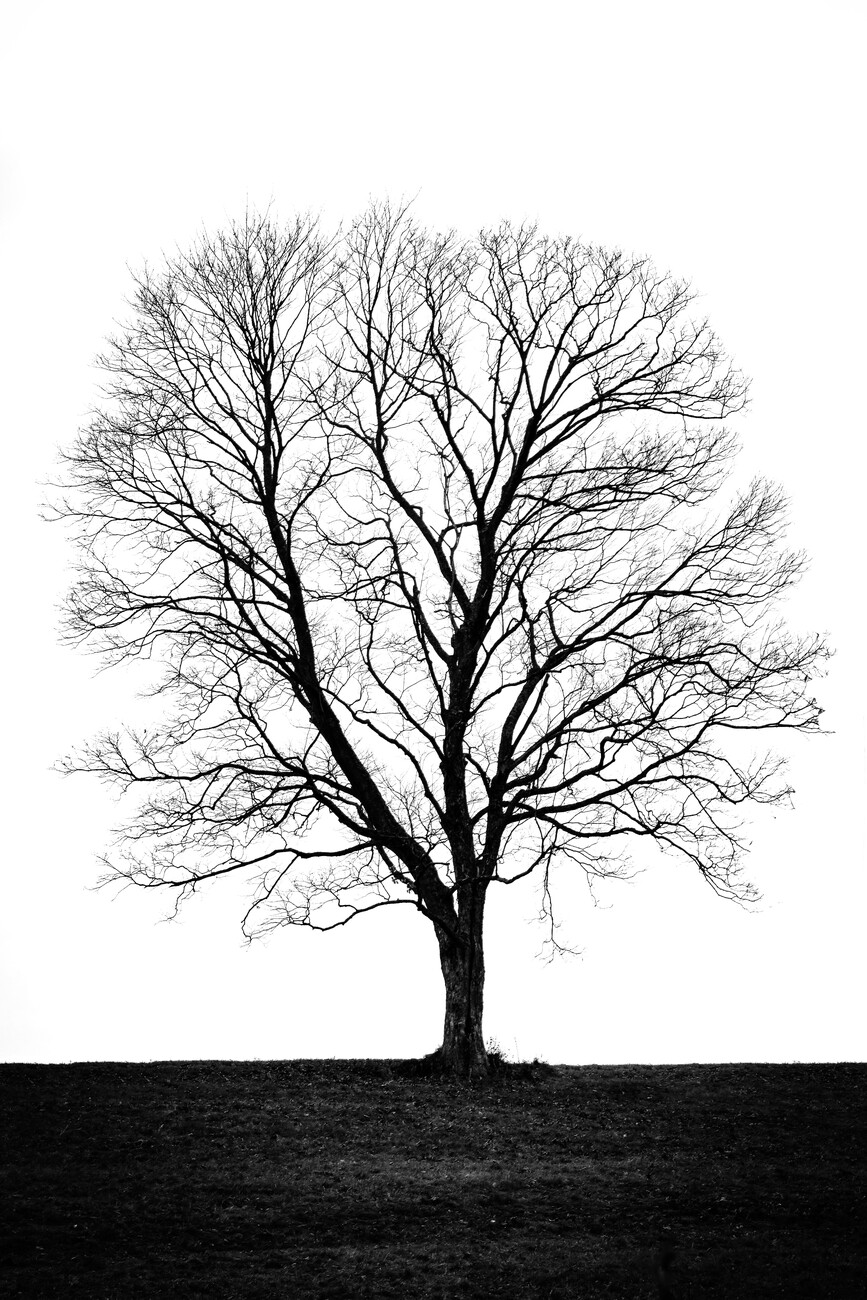 Handsketched Illustration Of Old Crooked Tree. Dry Wood, Tinder. Ink Sketch  Deciduous Oaktree Isolated On White Background. Freehand Linear Hand Drawn  Picture Retro Doodle Graphic Style. Vintage Vector Tree. Royalty Free SVG,