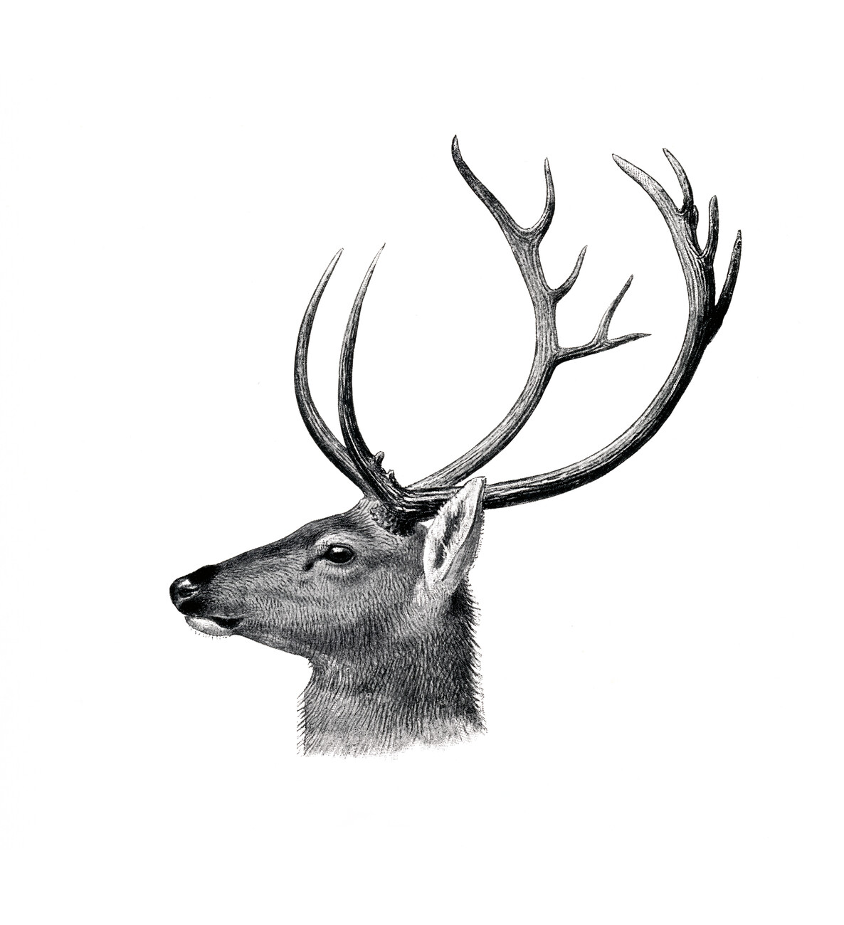 How To Draw A Deer (Step By Step) - VerbNow