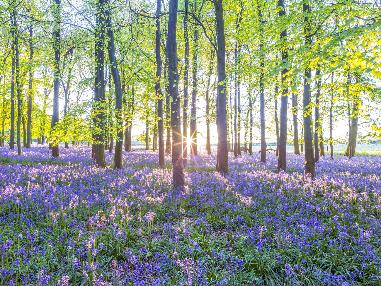 Art Photography Mesmerizing Bluebell Forest