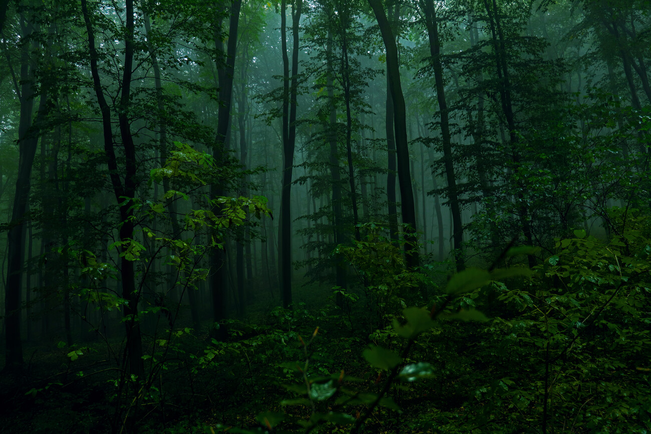 Dark Forest  Night forest, Misty forest, Forest wallpaper
