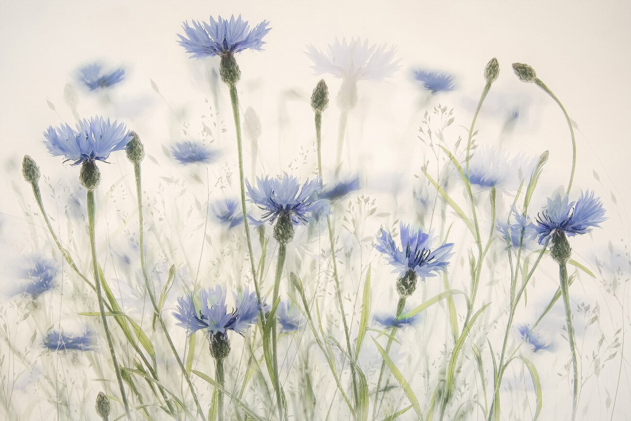 Ilustrace Cornflowers, Nel Talen, (40 x 26.7 cm)