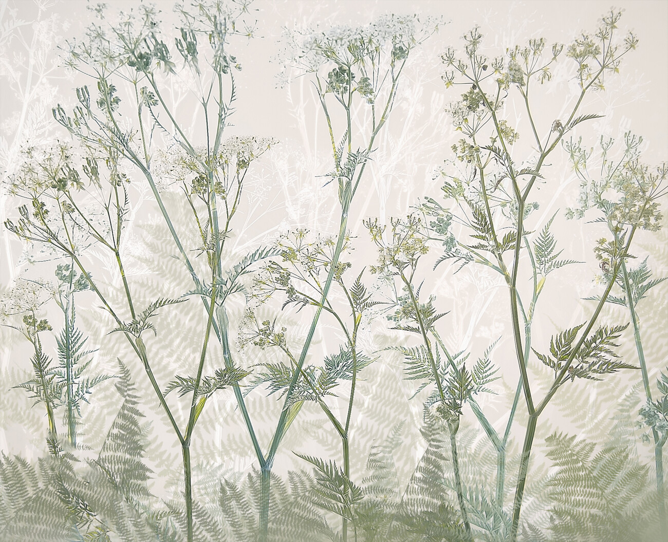 Ilustrace Cow parsley, Nel Talen, (40 x 35 cm)