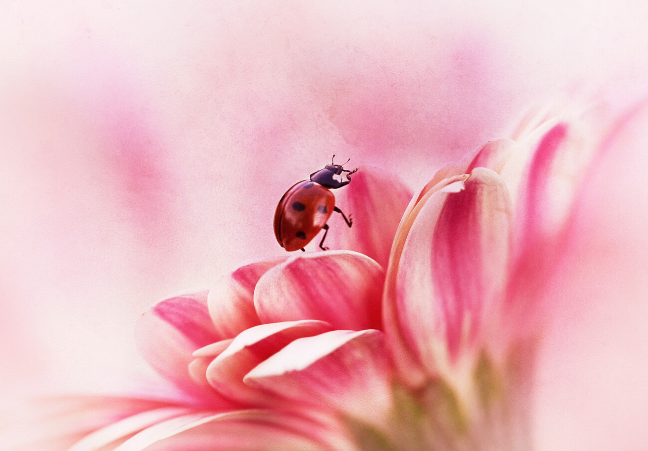 Ilustrace Ladybird on Gerbera, Ellen van Deelen, (40 x 26.7 cm)