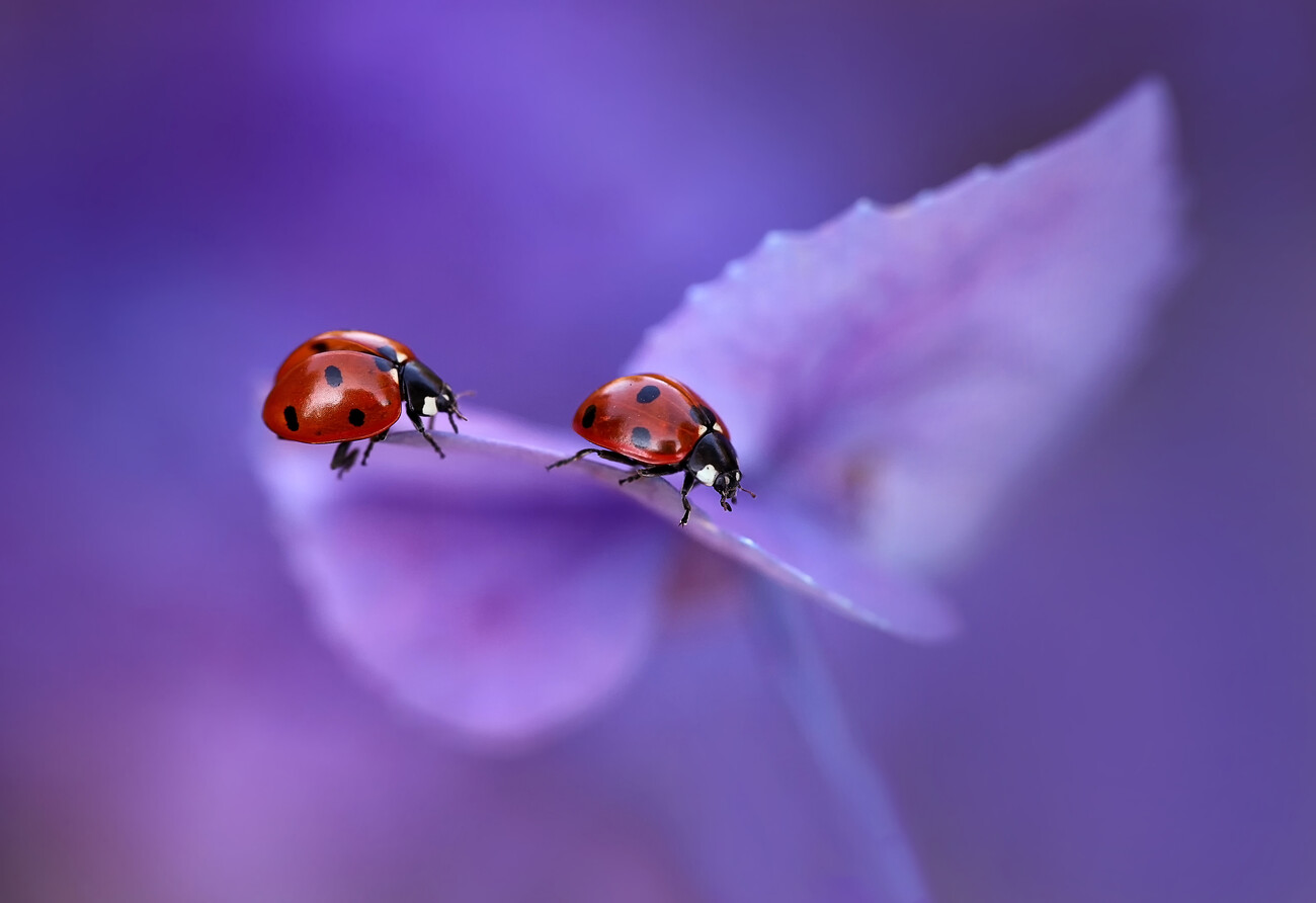 Umělecká fotografie Ladybirds on Hydrangea, Ellen van Deelen, (40 x 26.7 cm)