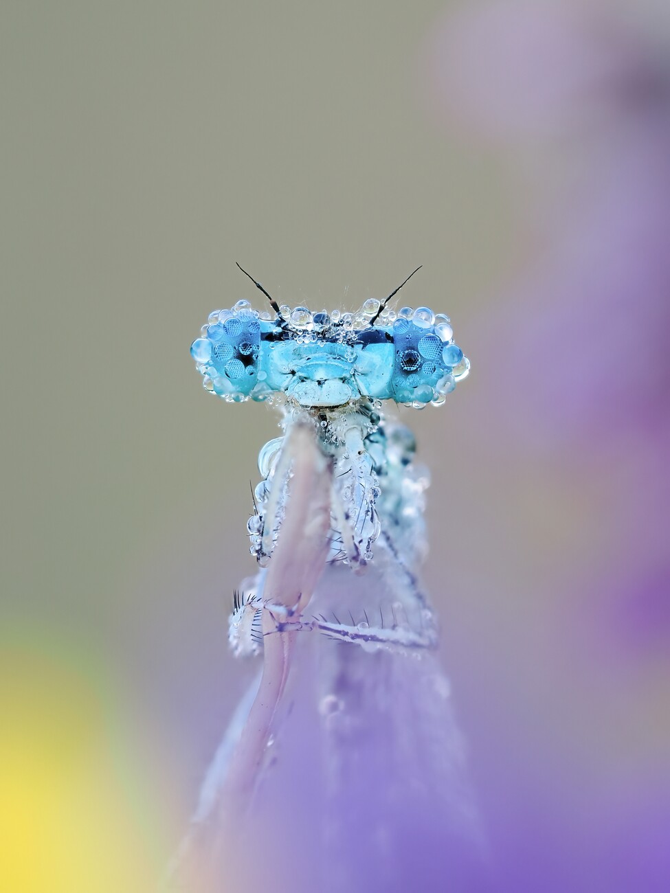 Umělecká fotografie Dewy, Rostislav Kralik, (30 x 40 cm)