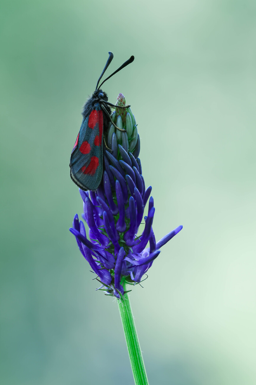 Umělecká fotografie The magic world of moths, Adrian Tudose, (26.7 x 40 cm)