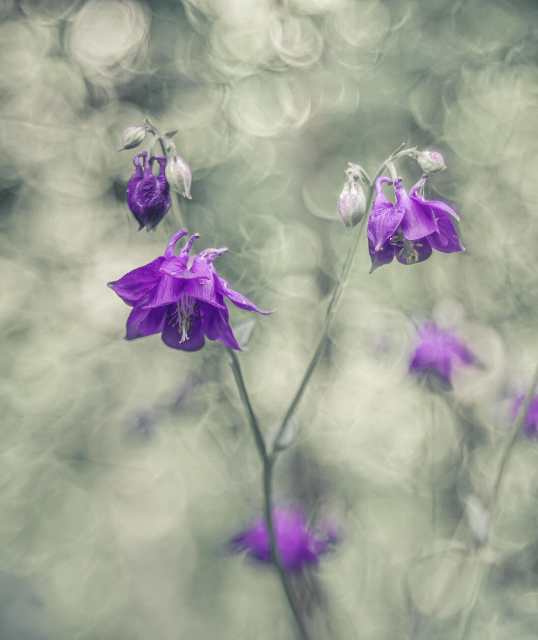 Umělecká fotografie Botanical, Elisabeth van Helden, (35 x 40 cm)