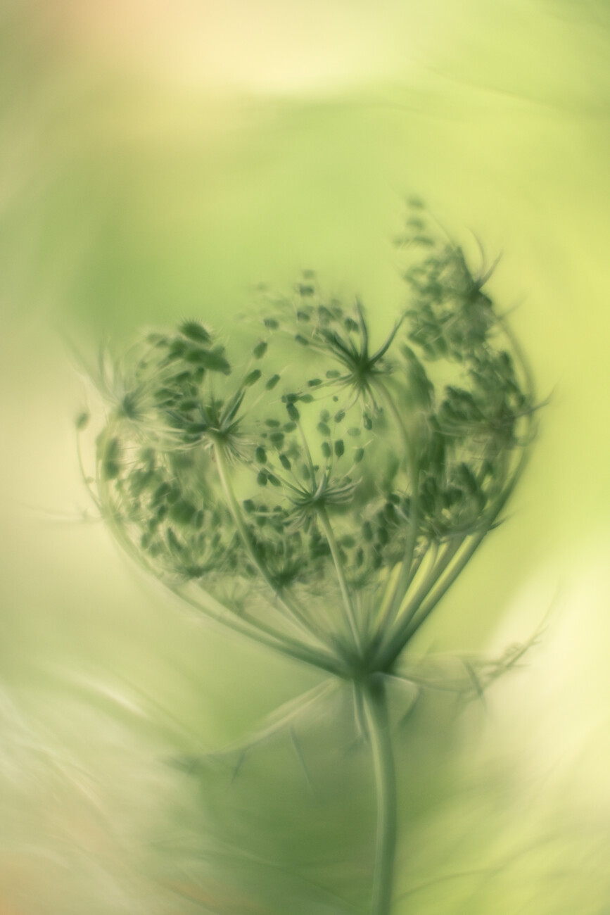 Umělecká fotografie Wild carrot, Hilda van der Lee, (26.7 x 40 cm)