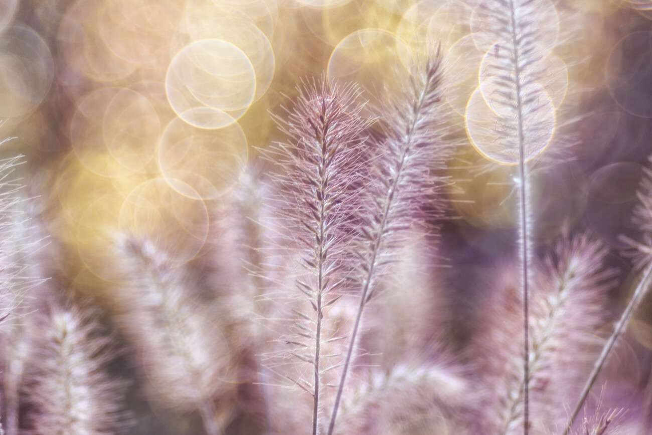 Umělecká fotografie Feather lightness, Hilda van der Lee, (40 x 26.7 cm)