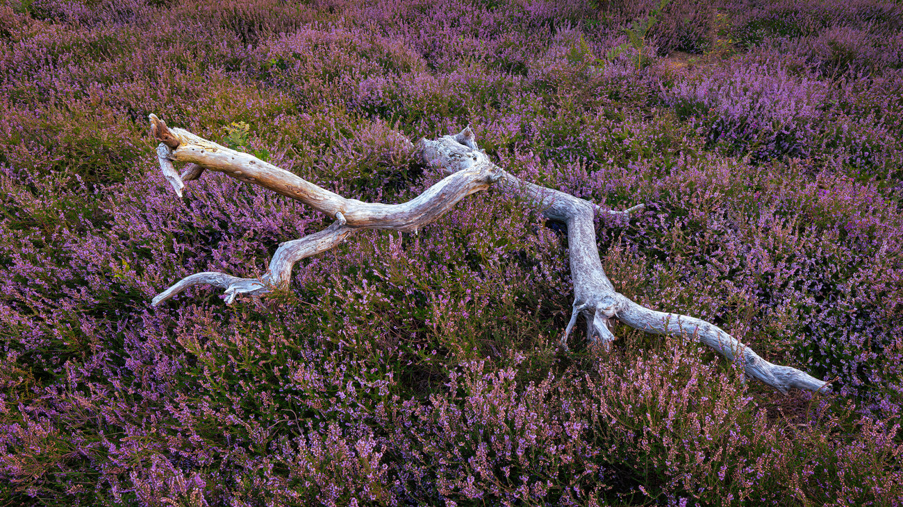 Umělecká fotografie Heather field, Kutub Uddin, (40 x 22.5 cm)