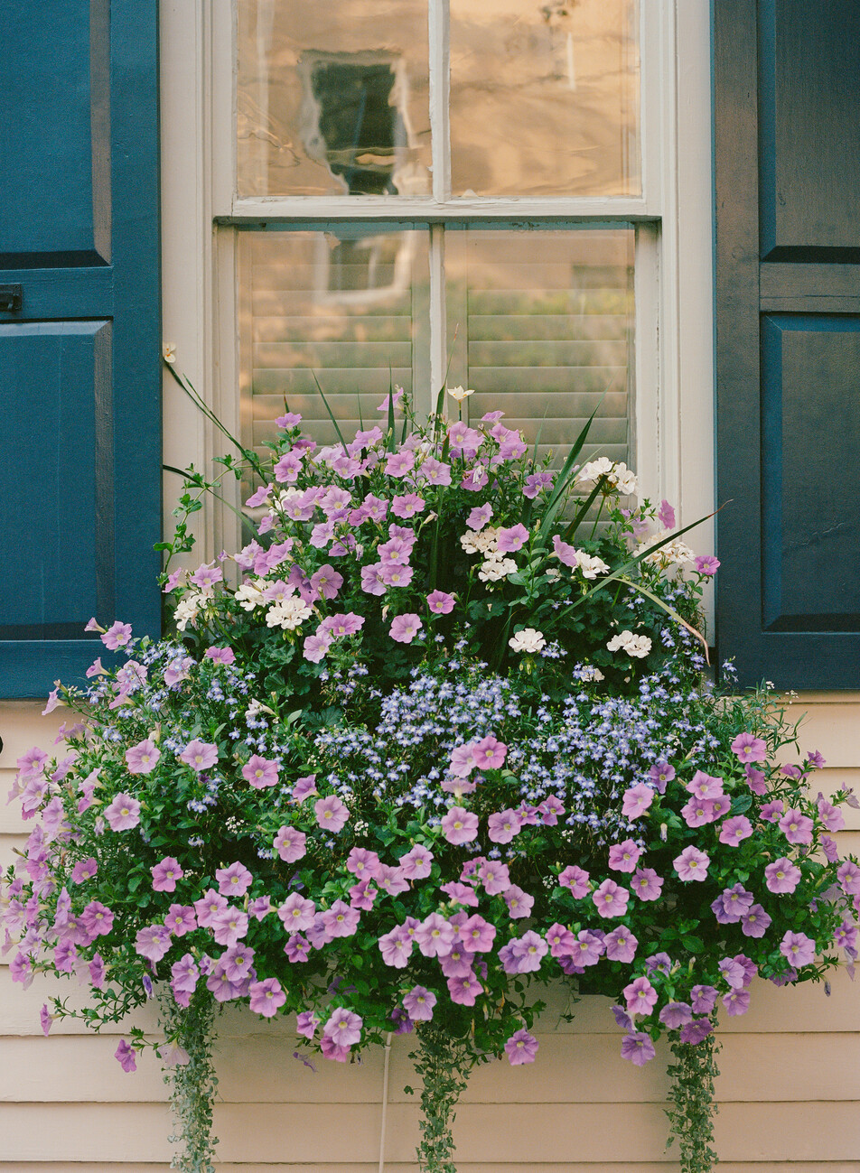 Umělecká fotografie Charleston Blooms II, Bethany Young, (30 x 40 cm)