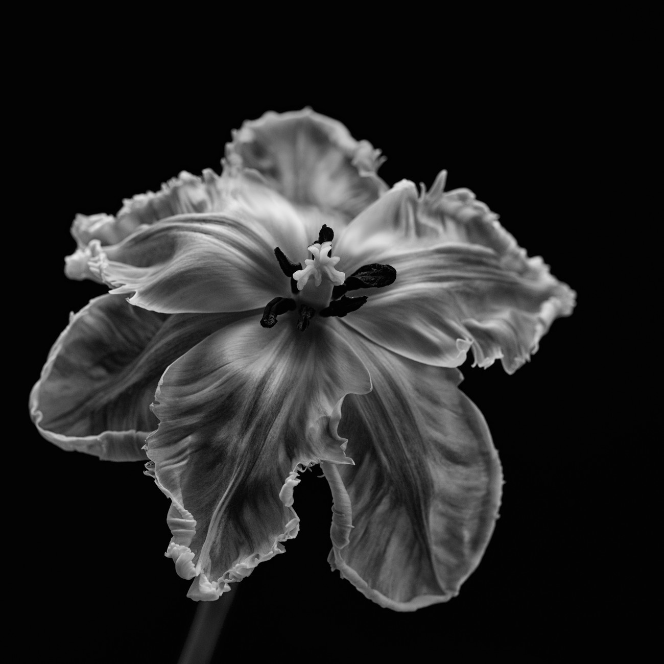 Photographie artistique Parrot Tulip