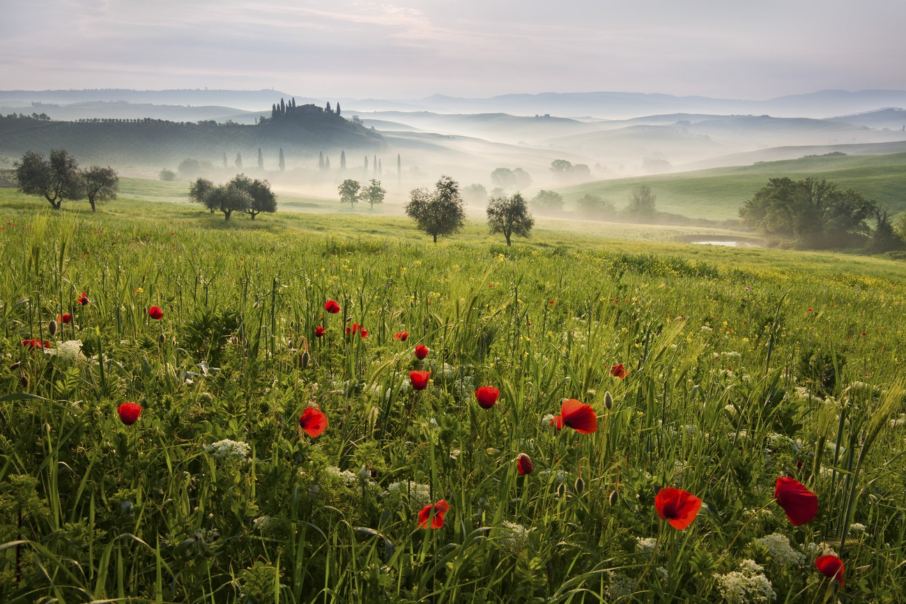 Umělecká fotografie Tuscan spring, Daniel, (40 x 26.7 cm)