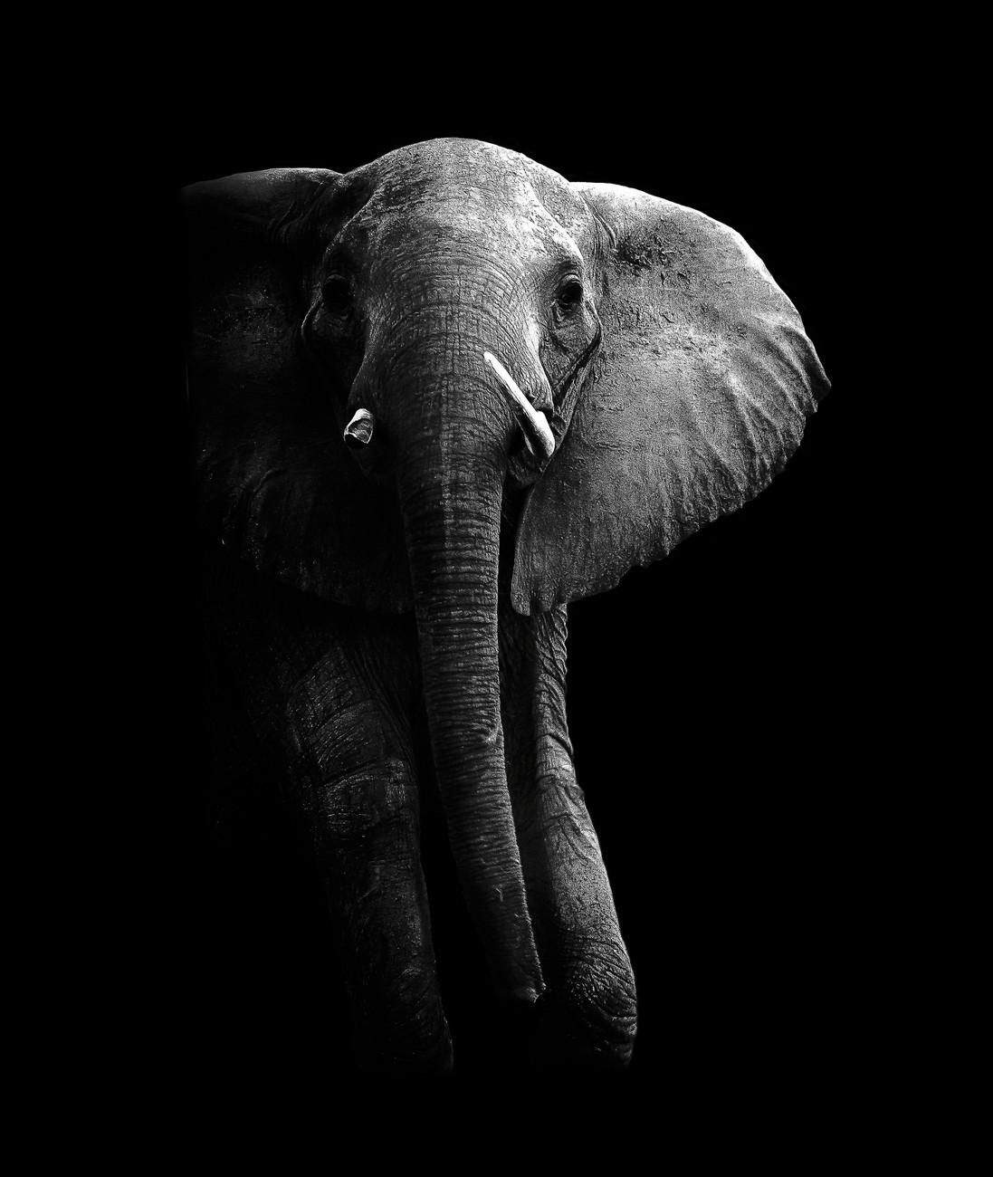 Umělecká fotografie Elephant!