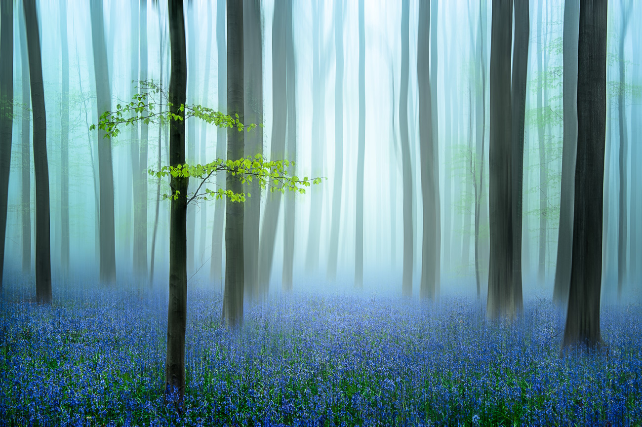 Photography the blue forest ..