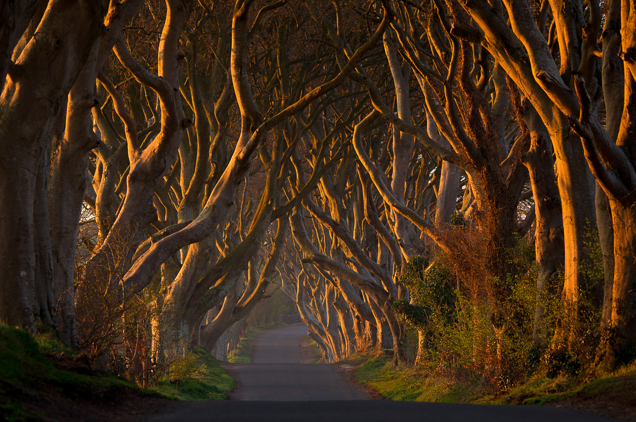 Umělecká fotografie The Dark Hedges in the Morning Sunshine, Piotr	Galus, (40 x 26.7 cm)