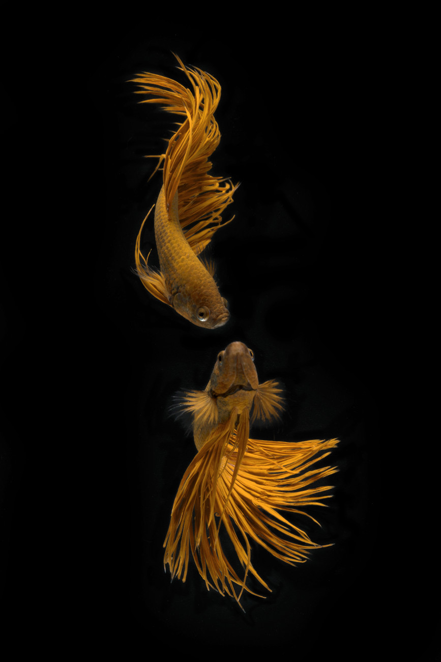 golden fish wallpaper