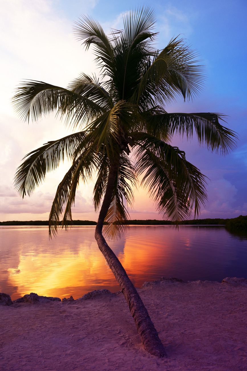 palm tree beach sunset