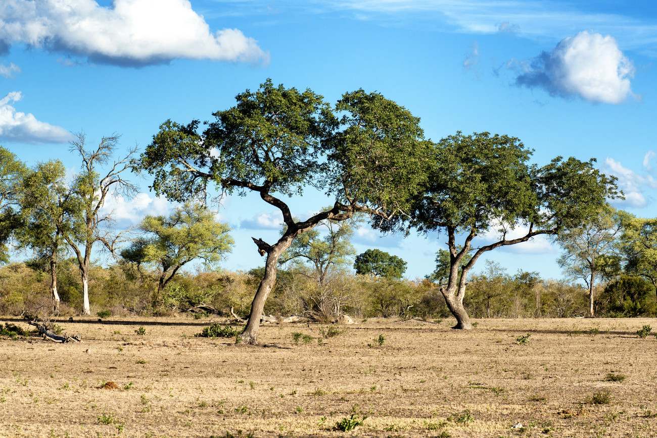 Saranpaul Landscape