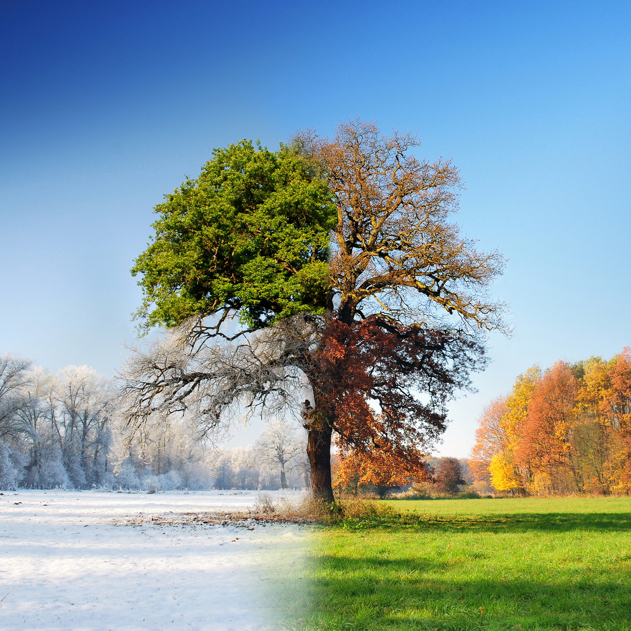 Affiche - Nature - Automne - Montagnes - Arbres - Affiche murale