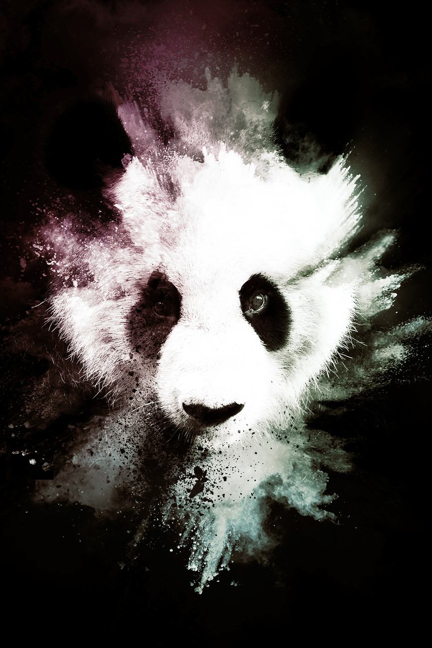 Ilustrace The Panda