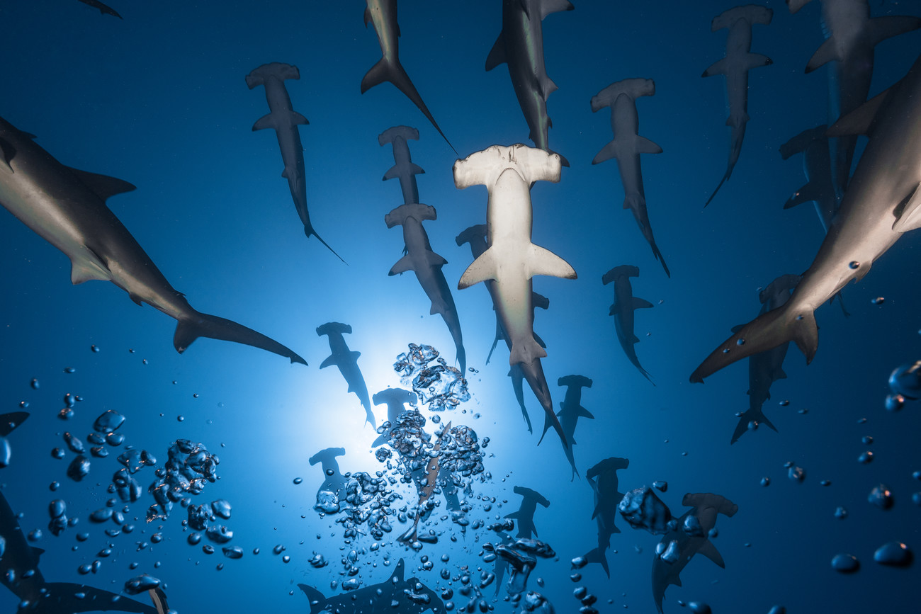 hammerhead shark school wallpaper