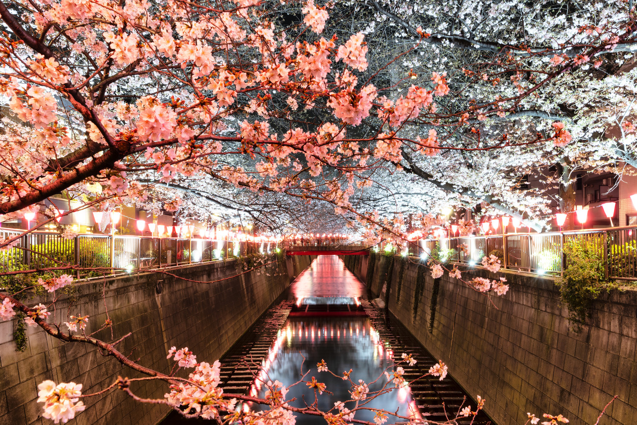 Fotografia artistica Cherry Blossom at Meguro River