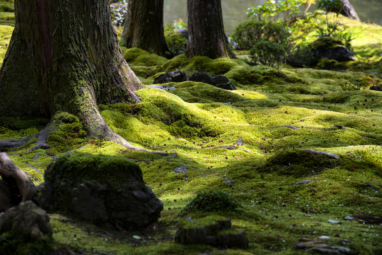 Moss Garden, Posters, Art Prints, Wall Murals